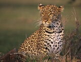 Leopard - kclesl03