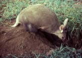 Aardvark - kdaall01