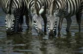 Zebra at waterhole - tdzcsg01