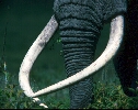 Exceptional ivory - tdelso01