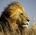 Male lion - kclisl01