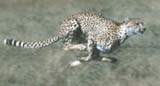 Cheetah - kdchsy02