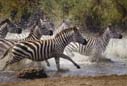 Zebra - tczcsg01