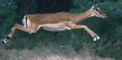 Impala - tdimsa01